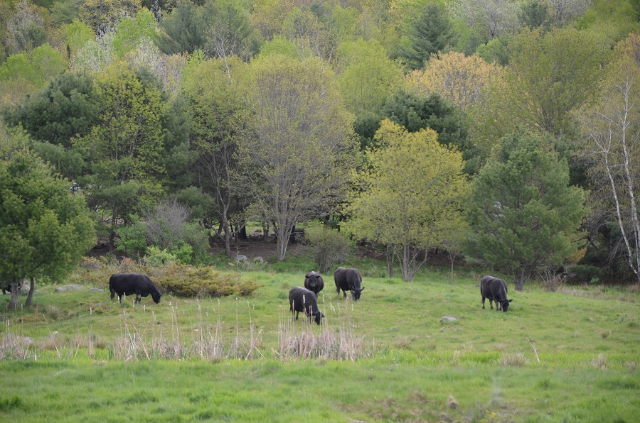 Pineland 4