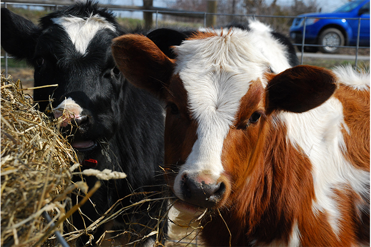two cows looking at the camera