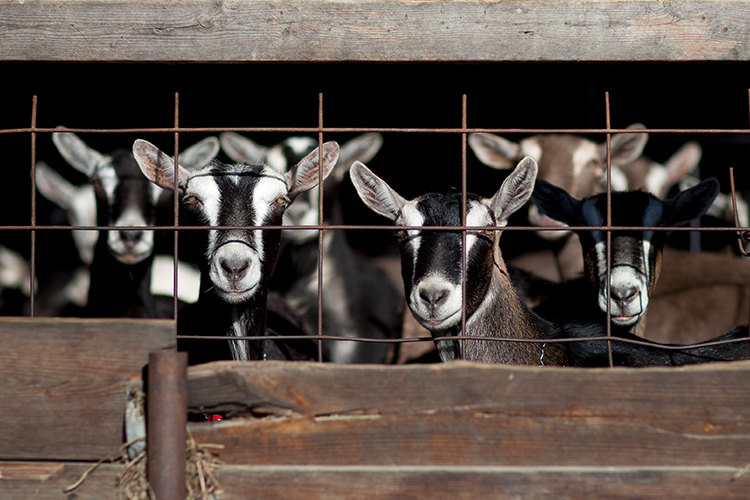 Goats looking at camera